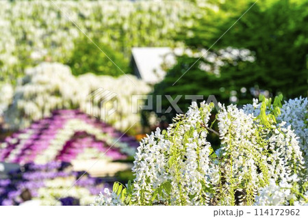 初夏に咲く白藤の花　あしかがフラワーパーク　栃木県足利市 114172962