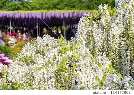 初夏に咲く白藤の花 あしかがフラワーパーク 栃木県足利市 初夏に咲く白藤の花 あしかがフラワーパーク 栃木県足利市 114172968