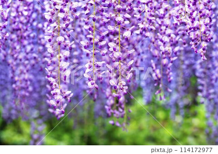 初夏に咲くむらさき藤の花 あしかがフラワーパーク 栃木県足利市 初夏に咲くむらさき藤の花 あしかがフラワーパーク 栃木県足利市 114172977