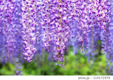 初夏に咲くむらさき藤の花　あしかがフラワーパーク　栃木県足利市 114172978