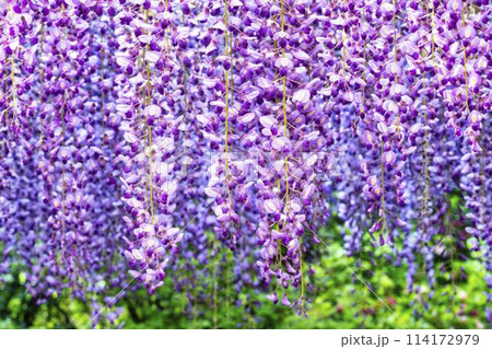 初夏に咲くむらさき藤の花 あしかがフラワーパーク 栃木県足利市 初夏に咲くむらさき藤の花 あしかがフラワーパーク 栃木県足利市 114172979