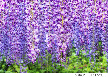 初夏に咲くむらさき藤の花　あしかがフラワーパーク　栃木県足利市 114172980