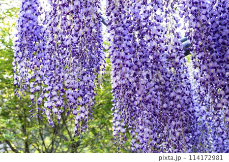 初夏に咲くむらさき藤の花　あしかがフラワーパーク　栃木県足利市 114172981