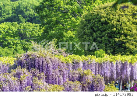 初夏に咲く大藤の花　あしかがフラワーパーク　栃木県足利市 114172983