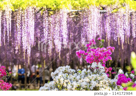 初夏に咲く大藤の花 あしかがフラワーパーク 栃木県足利市 初夏に咲く大藤の花 あしかがフラワーパーク 栃木県足利市 114172984
