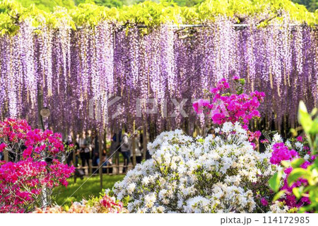 初夏に咲く大藤の花 あしかがフラワーパーク 栃木県足利市 初夏に咲く大藤の花 あしかがフラワーパーク 栃木県足利市 114172985