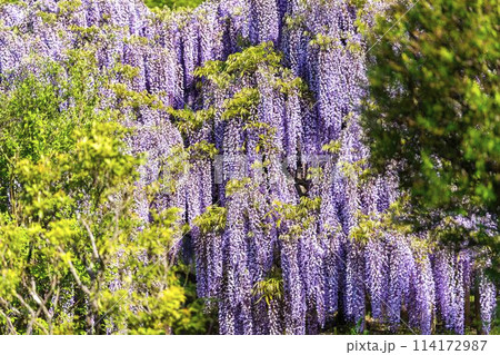 初夏に咲く大藤の花 あしかがフラワーパーク 栃木県足利市 初夏に咲く大藤の花 あしかがフラワーパーク 栃木県足利市 114172987