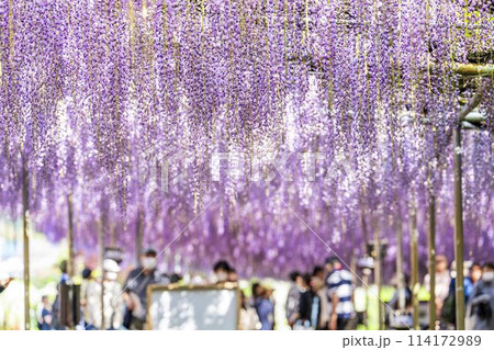 初夏に咲く大藤の花　あしかがフラワーパーク　栃木県足利市 114172989