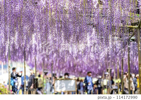 初夏に咲く大藤の花 あしかがフラワーパーク 栃木県足利市 初夏に咲く大藤の花 あしかがフラワーパーク 栃木県足利市 114172990