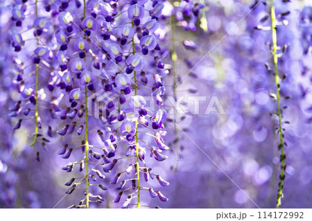初夏に咲く大藤の花　あしかがフラワーパーク　栃木県足利市 114172992