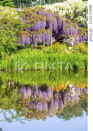 初夏に咲く藤の花　水鏡　あしかがフラワーパーク　栃木県足利市 114172996