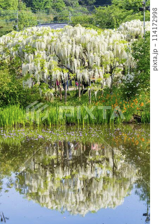初夏に咲く白藤の花　水鏡　あしかがフラワーパーク　栃木県足利市 114172998