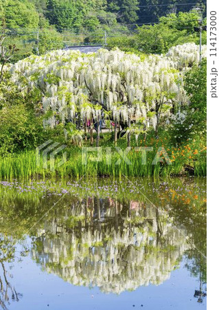 初夏に咲く白藤の花 水鏡 あしかがフラワーパーク 栃木県足利市 初夏に咲く白藤の花 水鏡 あしかがフラワーパーク 栃木県足利市 114173000