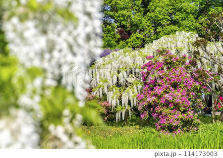 初夏に咲く白藤の花　あしかがフラワーパーク　栃木県足利市 114173003