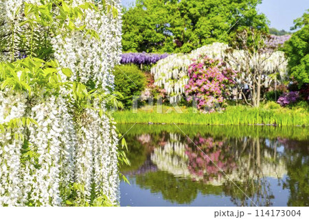 初夏に咲く白藤の花　あしかがフラワーパーク　栃木県足利市 114173004