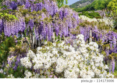 初夏に咲く八重藤の花 あしかがフラワーパーク 栃木県足利市 初夏に咲く八重藤の花 あしかがフラワーパーク 栃木県足利市 114173006