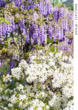 初夏に咲く満開のツツジ あしかがフラワーパーク 栃木県足利市 初夏に咲く満開のツツジ あしかがフラワーパーク 栃木県足利市 114173008