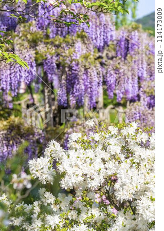 初夏に咲く満開のツツジ　あしかがフラワーパーク　栃木県足利市 114173009