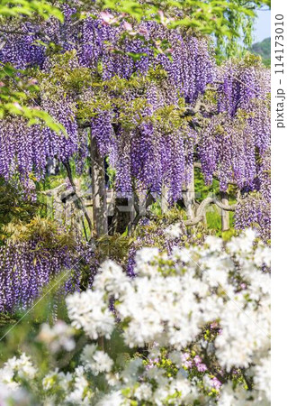 初夏に咲く八重藤の花　あしかがフラワーパーク　栃木県足利市 114173010