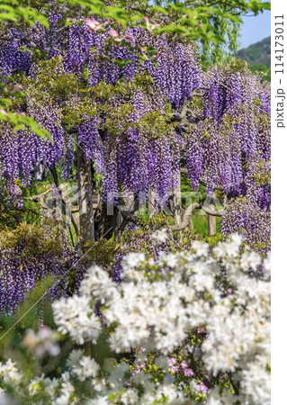 初夏に咲く八重藤の花 あしかがフラワーパーク 栃木県足利市 初夏に咲く八重藤の花 あしかがフラワーパーク 栃木県足利市 114173011