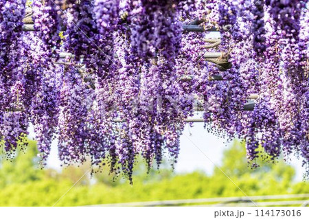 初夏に咲く八重藤の花　あしかがフラワーパーク　栃木県足利市 114173016