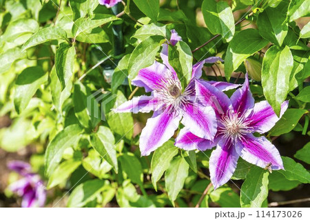 初夏に咲くクレマチスドクターラッペル　あしかがフラワーパーク　栃木県足利市 114173026