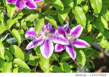 初夏に咲くクレマチスドクターラッペル あしかがフラワーパーク 栃木県足利市 初夏に咲くクレマチスドクターラッペル あしかがフラワーパーク 栃木県足利市 114173028