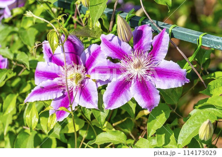 初夏に咲くクレマチスドクターラッペル あしかがフラワーパーク 栃木県足利市 初夏に咲くクレマチスドクターラッペル あしかがフラワーパーク 栃木県足利市 114173029