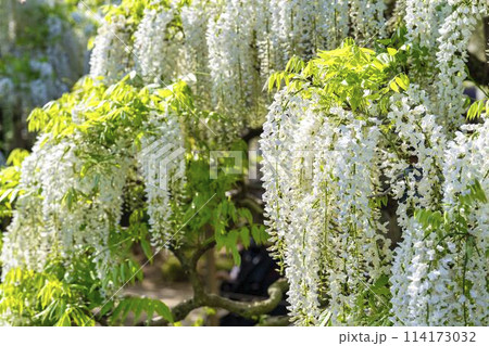 初夏に咲く満開のツツジ あしかがフラワーパーク 栃木県足利市 初夏に咲く満開のツツジ あしかがフラワーパーク 栃木県足利市 114173032