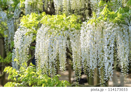 初夏に咲く満開のツツジ　あしかがフラワーパーク　栃木県足利市 114173033