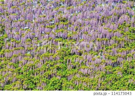 初夏に咲くむらさき藤のスクリーン あしかがフラワーパーク 栃木県足利市 初夏に咲くむらさき藤のスクリーン あしかがフラワーパーク 栃木県足利市 114173043