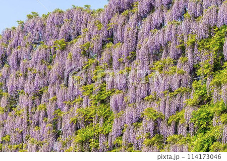 初夏に咲くむらさき藤のスクリーン　あしかがフラワーパーク　栃木県足利市 114173046