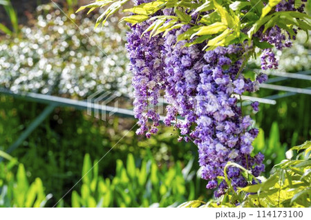 初夏に咲く八重藤の花　あしかがフラワーパーク　栃木県足利市 114173100