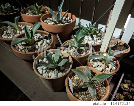 ドライガーデンの主役 アガベ ドライガーデンの主役 アガベ 114173124