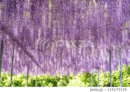 初夏に咲く大長藤の花 あしかがフラワーパーク 栃木県足利市 初夏に咲く大長藤の花 あしかがフラワーパーク 栃木県足利市 114173134