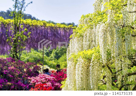 初夏に咲く白藤の花 あしかがフラワーパーク 栃木県足利市 初夏に咲く白藤の花 あしかがフラワーパーク 栃木県足利市 114173135