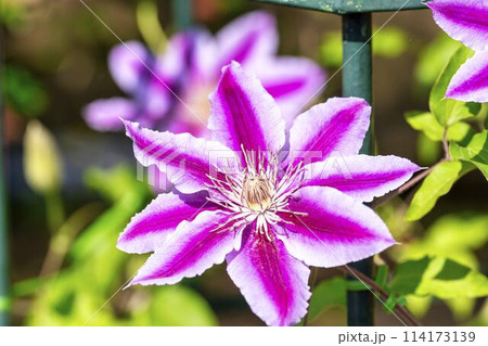 初夏に咲くクレマチスドクターラッペル　あしかがフラワーパーク　栃木県足利市 114173139