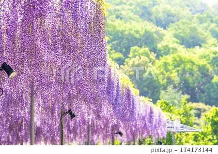 初夏に咲く大長藤の花　あしかがフラワーパーク　栃木県足利市 114173144