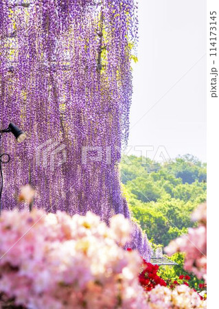 初夏に咲く大長藤の花　あしかがフラワーパーク　栃木県足利市 114173145