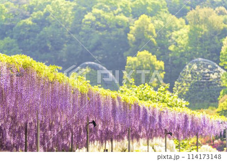 初夏に咲く大長藤の花　あしかがフラワーパーク　栃木県足利市 114173148