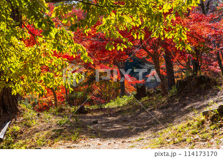 埼玉長瀞の秋　紅葉の月の石もみじ公園 114173170
