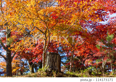 埼玉長瀞の秋　紅葉の月の石もみじ公園 114173171