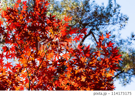 埼玉長瀞の秋 紅葉の月の石もみじ公園 埼玉長瀞の秋 紅葉の月の石もみじ公園 114173175
