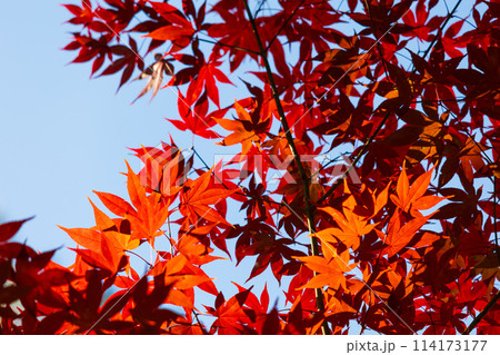 埼玉長瀞の秋 紅葉の月の石もみじ公園 埼玉長瀞の秋 紅葉の月の石もみじ公園 114173177