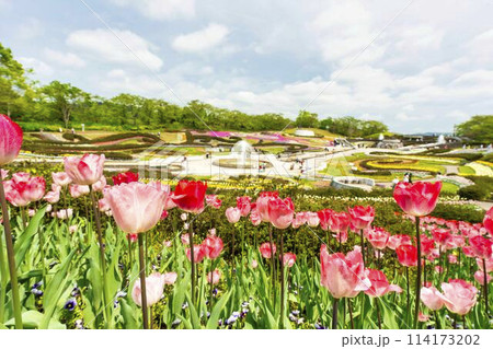 鮮やかに咲いたチューリップの花 国営みちのく杜の湖畔公園 宮城県川崎町 鮮やかに咲いたチューリップの花 国営みちのく杜の湖畔公園 宮城県川崎町 114173202