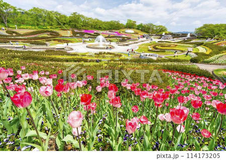 鮮やかに咲いたチューリップの花　国営みちのく杜の湖畔公園　宮城県川崎町 114173205