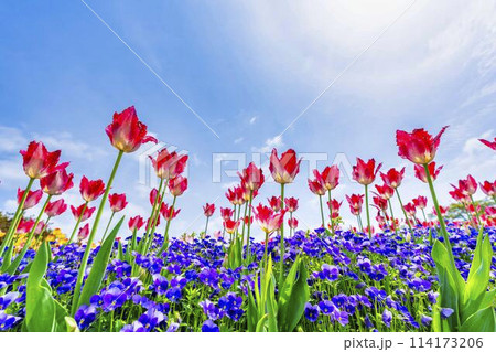 鮮やかに咲いたチューリップの花 国営みちのく杜の湖畔公園 宮城県川崎町 鮮やかに咲いたチューリップの花 国営みちのく杜の湖畔公園 宮城県川崎町 114173206