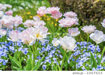 鮮やかに咲いたチューリップの花　国営みちのく杜の湖畔公園　宮城県川崎町 114173213