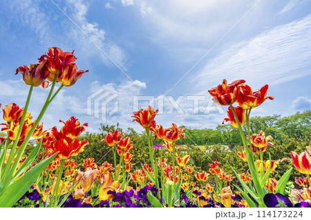 鮮やかに咲いたチューリップの花　国営みちのく杜の湖畔公園　宮城県川崎町 114173224