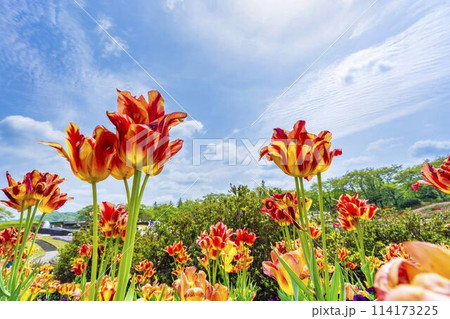 鮮やかに咲いたチューリップの花　国営みちのく杜の湖畔公園　宮城県川崎町 114173225
